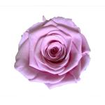 natural preserved roses at cheap price Everlasting Flowers Home Decoration