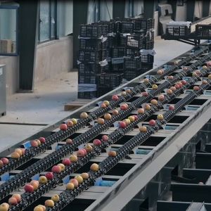 99.9% Accurate PLC Control System Apple Fruit Sorting Machine For Industrial