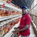 Chicken Layer Galvanized Poultry Battery Cage System Oxidation Resistance In