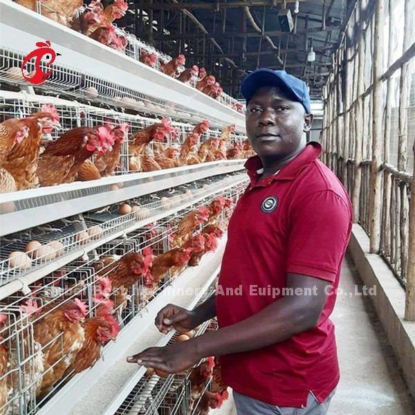 Chicken Layer Galvanized Poultry Battery Cage System Oxidation Resistance In