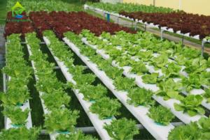 China Nontoxic PVC Soilless Culture System Vertical Hydroponic Growing Irrigation Equipment factory