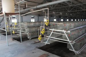 China 200 Chickens Automatic Baby Chick Cage Poultry Farming Chicken Hen Cage factory