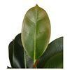 80cm Nearly Natural Looking Oak Tree Faux Plants Ornamental Indoor Tree