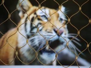 China 7x7 Stainless Steel Tiger Metal Zoo Wire Rope Mesh factory