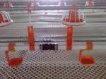Animal Hydration Poultry Drinking Line 0.6MPa Broiler Auto Drinker
