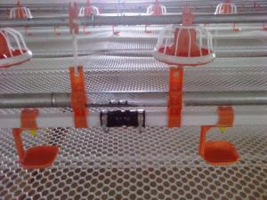China Animal Hydration Poultry Drinking Line 0.6MPa Broiler Auto Drinker factory