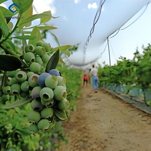 China Personalized Blueberries Greenhouse With Plastic Covering Rainproof factory