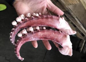 China seasoned squid tentacle chemical off white color no additives forzen squid rings with EU standard IQF factory