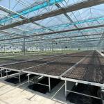Water Production Agricultural Greenhouse Manufacturer Growing Hydroponic System