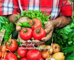 Chloride Free GreenHarvest Liquid Amino Acid Biofertilizer for All Crops Stress