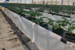 Modern Agricultural Strawberry Growing Troughs Greenhouse PVC Hydroponic Grow