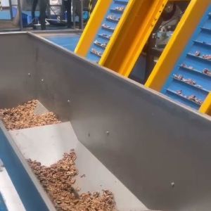 AI-powered Multi-Grade Walnut Kernel Sorting Machine with 8 lanes and 12 Outlets