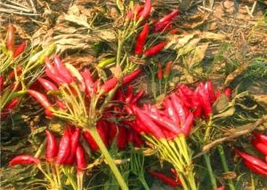 China 5lb Dried Hot Chili 10000 Scoville Dried Cayenne Pepper 12% Moisture factory
