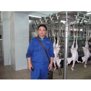 Automatic Halal Poultry Slaughter Machine 500 bph Chicken Plucking Machine