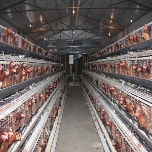 China A Type 4 Tiers / Floors 128, 160 Birds Per Set Poultry Layer Cage For Laying Eggs factory