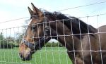 Customized Field Wire Fence For Animals Protection High Tensile Strength Wire