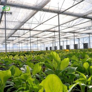 Hydroponic Cultivation Greenhouse Covered with Plastic Sheet and Single Span