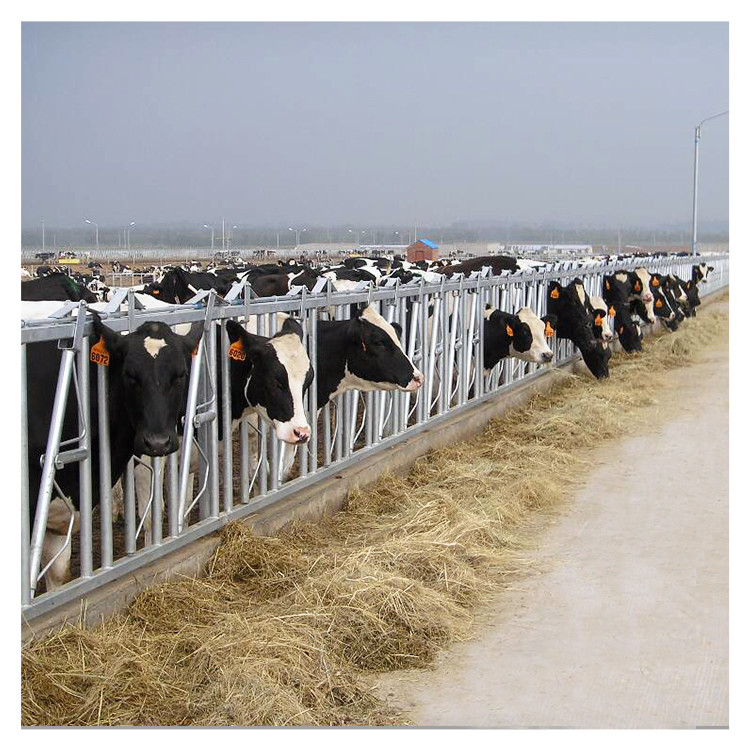 Selflocking Panel Cow Head Lock Cattle Farm Machinery Equipment