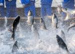 DDC Flavor Musk The Ultimate Fish Flavor For Animal Feed