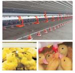 Animal&Poultry Husbandry Equipment Chicken Waters Automatic Poultry Nipple