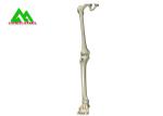 Arm And Leg Bone Medical Teaching Models Water Resistant Lightweight