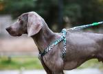 Comfort Soft Wrap Adjustable Dog Harness For Small Dogs Safety Belt