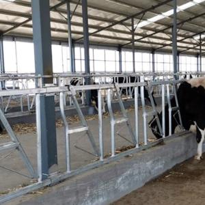 China 0.4m/Cow Cow Head Lock on sale