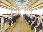 Energy-efficient Light Weight Steel Structural Framing Cowshed Systems With