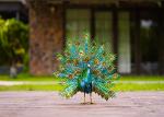 Colorful Metal Yard Ornaments Vivid Metal Peacock Garden Decoration