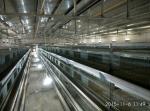 Hunsbandry Layer Chicken Cage For Laying Hens SGS Approval
