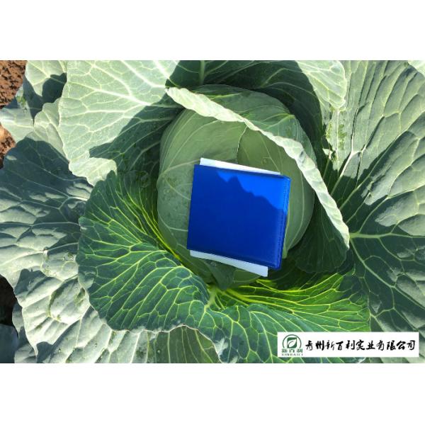 Clean Flat Head Cabbage Low Calories Contains Small Micronutrient No Stain