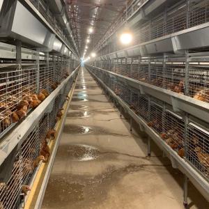 China 256 Birds Battery Cage System factory
