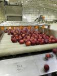 Water Saving Energy Saving Apple Jam Production Line Turnkey Project