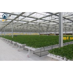 NFT Hydroponic Gully System For Leafy Greens Cultivation