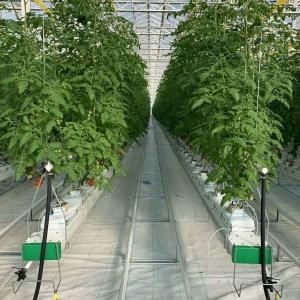 China Experiment teaching tomato growing in glass greenhouse factory