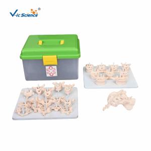 China Vertebral Column Disarticulate 20kgs PVC Human Anatomy Model factory
