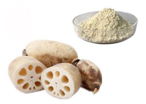 China Meal Replacement Pure Natural Lotus Root Vegetable Extract Powder factory