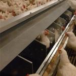 Separated Hole Poultry Egg Collection System 2.44m Length For Breeder Farm