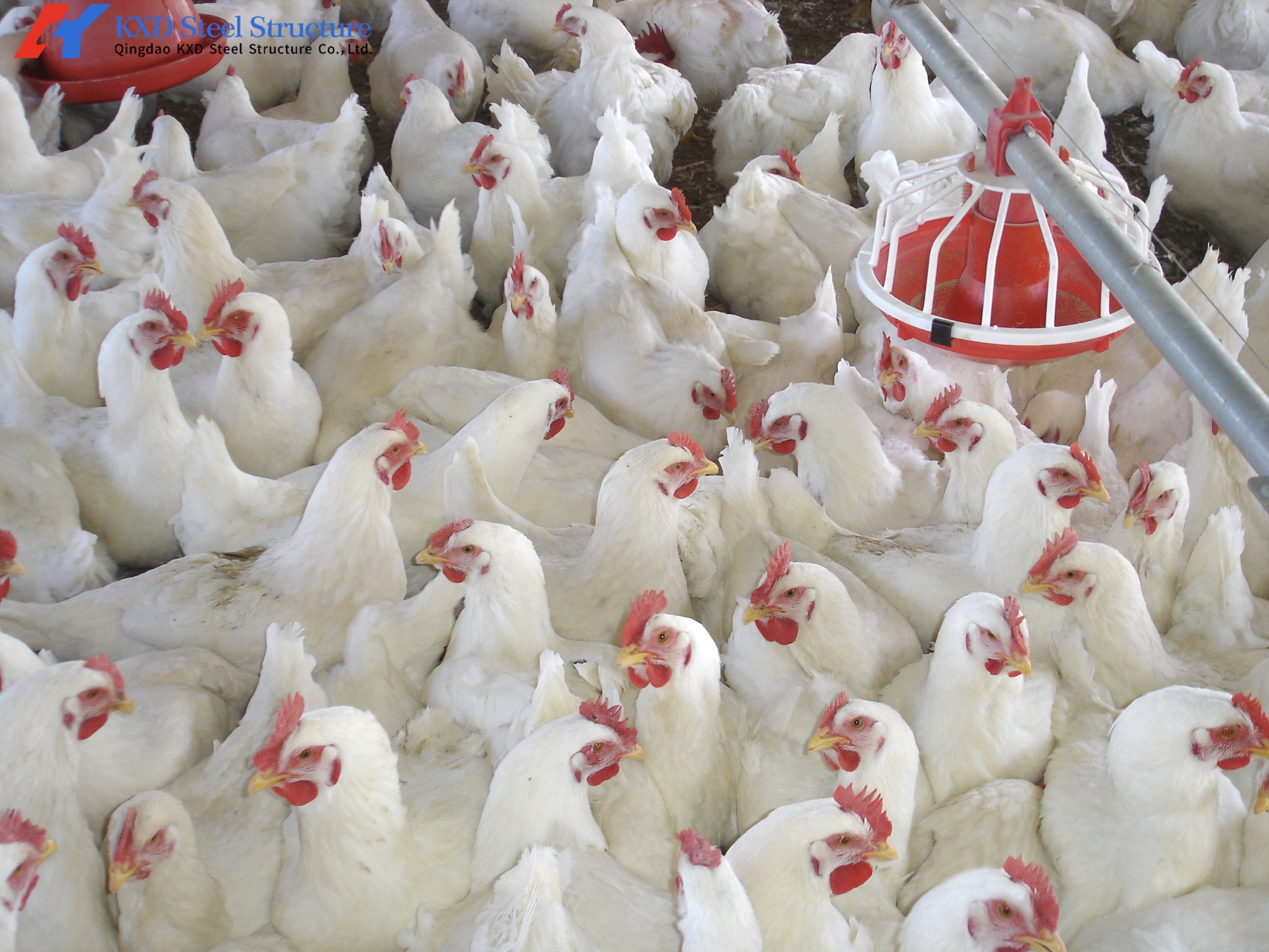 Steel Structure Poultry House Broiler Shed with Automatic Equipment