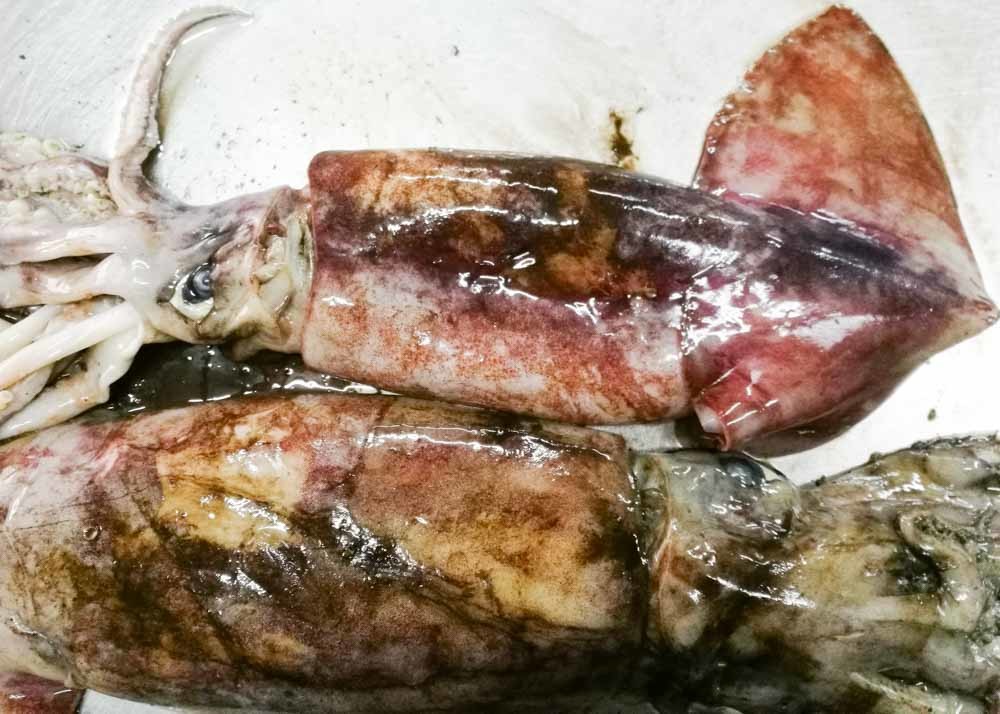 Equator Giant Squid 2000g Up Size