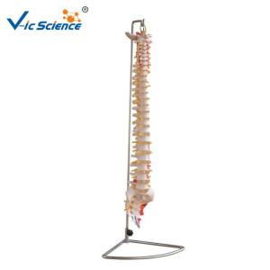 China Medical Science Teaching 7kgs Anatomical Skeleton Model Vertebral Column With Painted factory