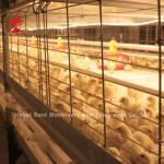Poultry Farm Automatic Baby Broiler Battery Cage System Rose