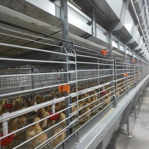China H Type Broiler Meat Chicken Cage Sales In Senegal 30000 Birds 144 Birds factory
