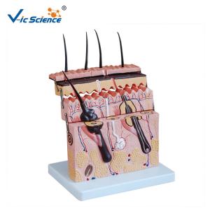 China Human Anatomy Medical Science Teaching Model For School Bilological Class factory