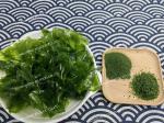 HACCP Certified Ulva Lactuca Seaweed / Green Algae Sustainably Sourced Nutrient