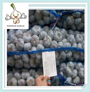 China bulk fresh garlic different size from 4.5-6.5cm Pure White Garlic factory