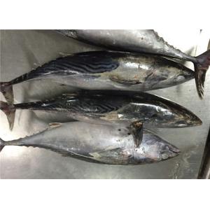 A Grade Purse Seine Catch 1.8kg 2kg Frozen Bonito Fish