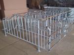 Durable Steel Iron Hog Gestation Stalls , Gestating Pen For Livestock