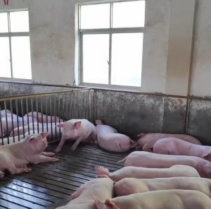 China Gilt Stall Livestock Farm Equipment PVC Fence Back Up Sow Crate factory