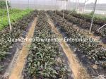 Polypropylene Spunbond 150GSM Garden Weed Barrier Fabric